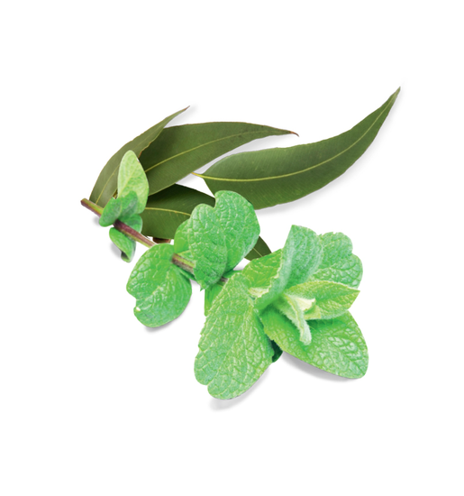 Sauna-Peelingsalz Eukalyptus Menthol 1000g